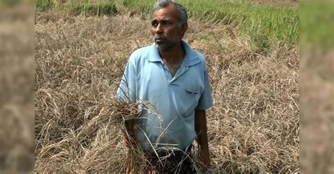After drought, pest attacks: Odisha’s paddy-centric farming is in crisis