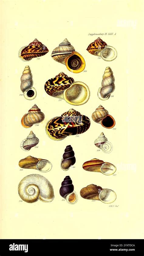 Image result for Cone Shell Types
