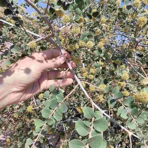 Anogeissus sericea var. nummularia