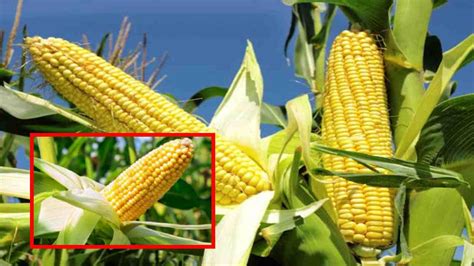 Kharif maize : ఖరీఫ్ మొక్కజొన్న సాగులో పాటించాల్సిన జాగ్రత్తలు..నాణ్యతా ...