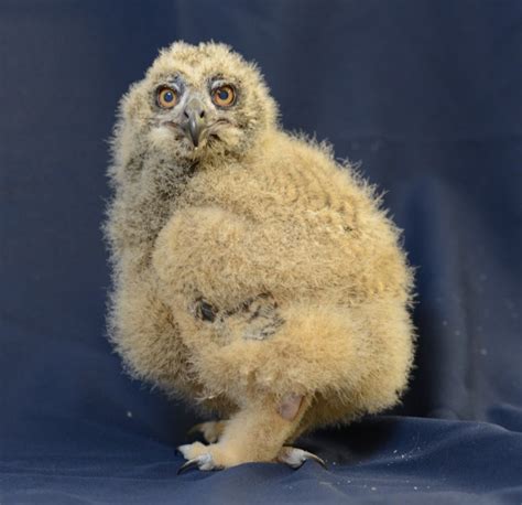 Image result for Baby Owl Springwatch