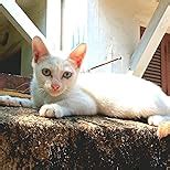 Samsung Galaxy A16 5G (Blue Black, 8GB RAM, 128GB Storage) | AI ...