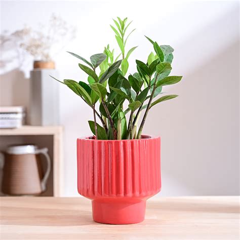 Buy Ugaoo Classic Stria Ceramic Planter - Red Online in India | Vaaree