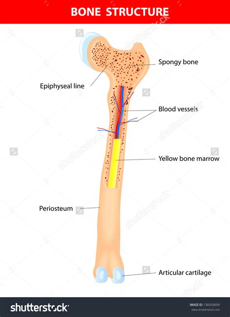 Anatomy Of The Bone