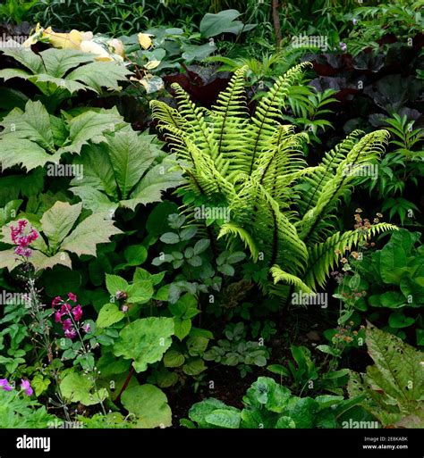 Dryopteris wallichiana,alpine wood fern,rodgersia,leaves,foliage ...