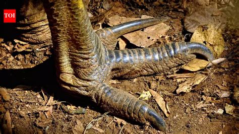 Meet 6 strange animals with claws that rival a human face in length ...