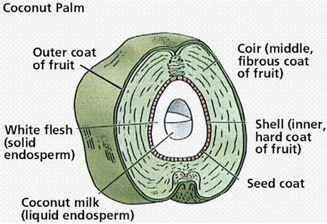 Horticulture :: Plantation Crops :: Coconut-Botany
