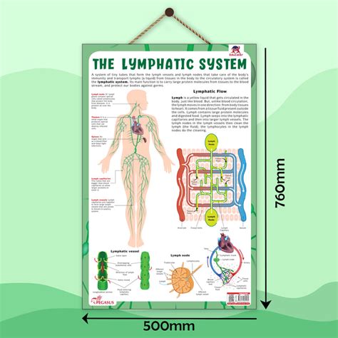 The Lymphatic System – Human Immune System & Lymphatic Flow Learning P ...
