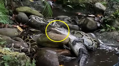 Image result for Python vs Crocodile