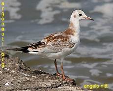 gabbiano femmina gabbiano comune larus ridibundus gabbiano femmina gabbiano comune larus ridibundus