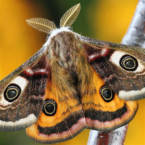 Symbolism of Moths: Exploring Spiritual Significance