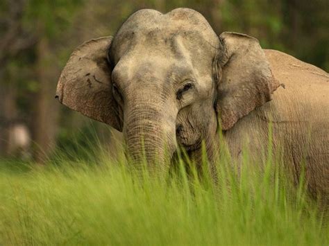 Animals | Nature InFocus