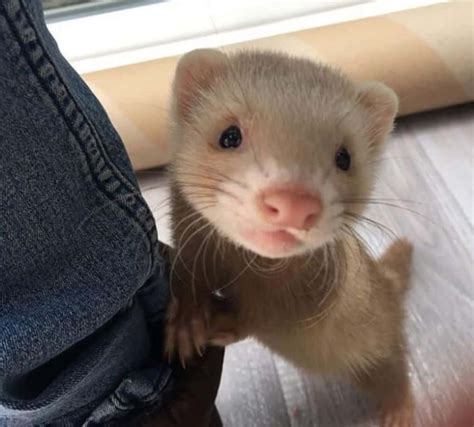 Download An adorable ferret peeking out from its cozy bed | Wallpapers.com