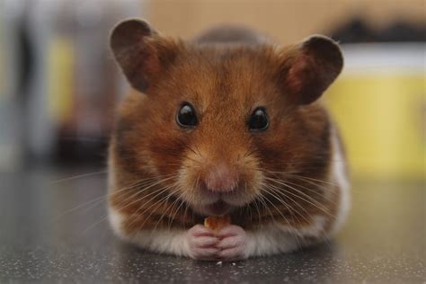What risks could pet hamsters and gerbils pose in Australia?