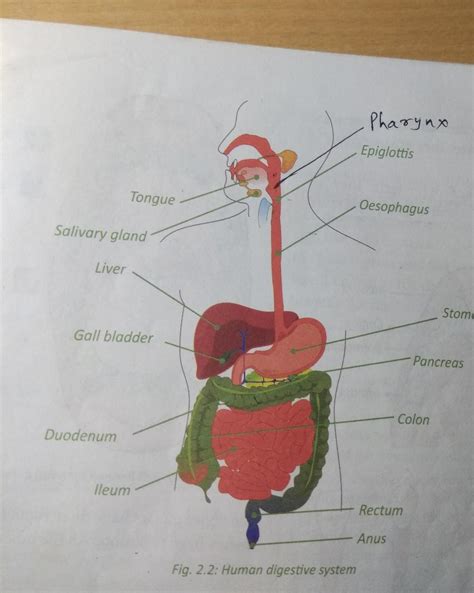 Draw well labelled diagram of alimentry canal with explain - Brainly.in