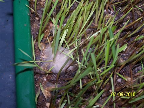 Genhu ka Jawara – Prof Prabhat Ranjan’s Blog