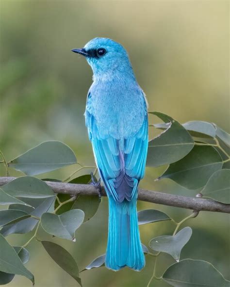 Birds Painting On Rocks 的图像结果