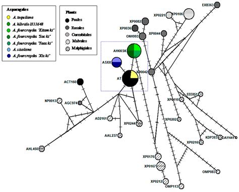 Comparative Analysis of Components Involved in the Synthesis of ...