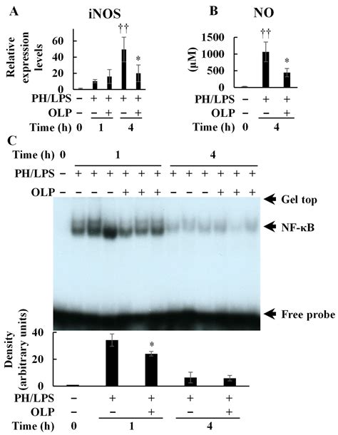 Olprinone, a Selective Phosphodiesterase III Inhibitor, Has Protective ...
