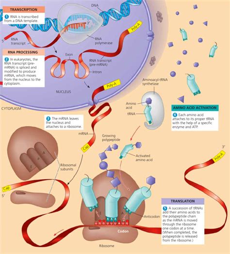 tahap pertama yang dilalui dalam proses sintesis protein adalah