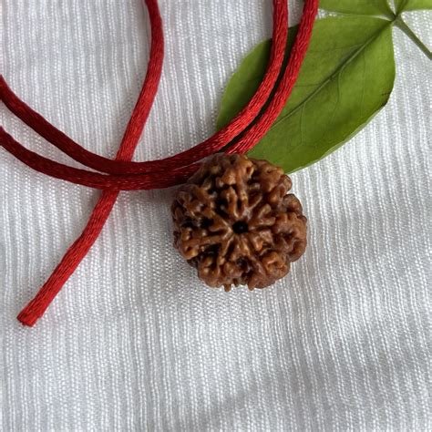 7 Mukhi Rudraksha - Nepali – Kailasha Rudraksh