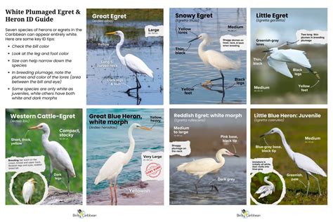 You’ve Spotted a White Egret or Heron! But Which of the 7 is it ...