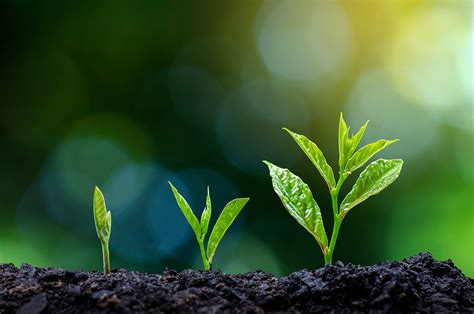 Image result for Plant 3D Python Script