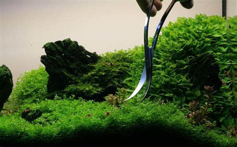 Image result for How to Trim a Java Fern