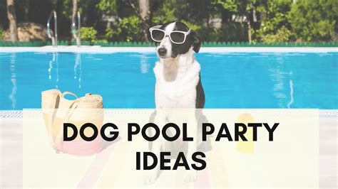8 Unique Dog Pool Party Ideas - My Amusing Adventures