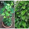 Plant Nursery Online Maghai Paan, Betel Leaf Plants (Pack of 2) - Live ...