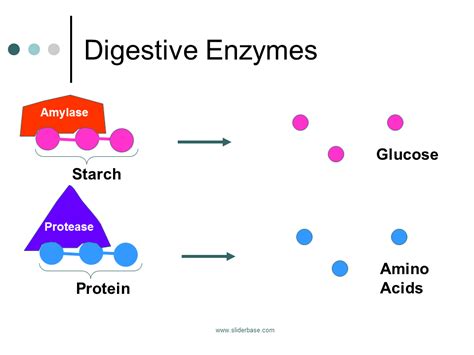 Bildergebnis für digestive enzyme