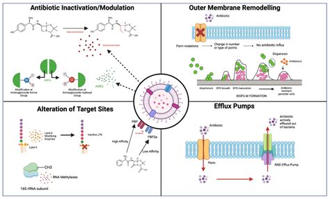 Evaluation of Antibiotic Resistance Mechanisms in Gram-Negative Bacteria