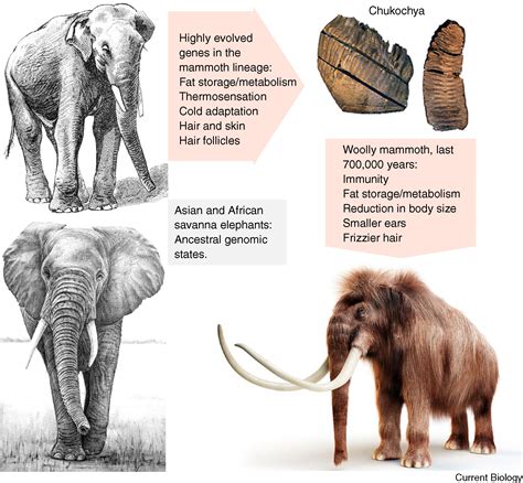 Evolution: Untangling the woolly mammoth: Current Biology