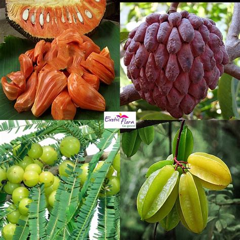 Must have 4 Grafted fruit plant in your Garden– Exotic Flora