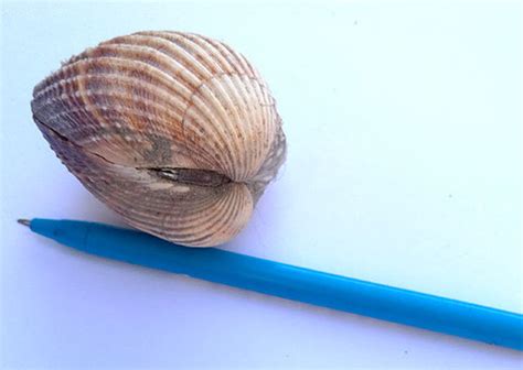 Image result for Biro Drawing Shell