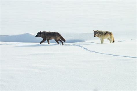 Image result for Happy Yellowstone Wolves
