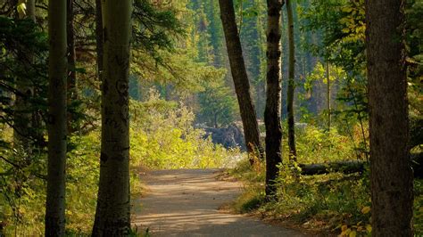 Download wallpaper 1920x1080 path, forest, road full hd, hdtv, fhd ...