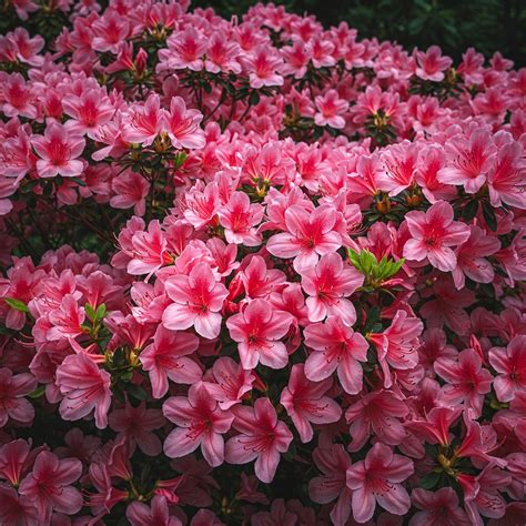 Are Azaleas Perennials or Annuals? Find Out Here