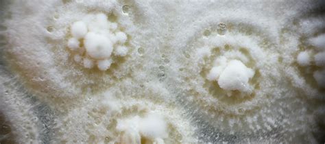 Beneficial Microorganisms in Horticulture and Agriculture