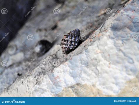 Image result for Black and White Shell Script