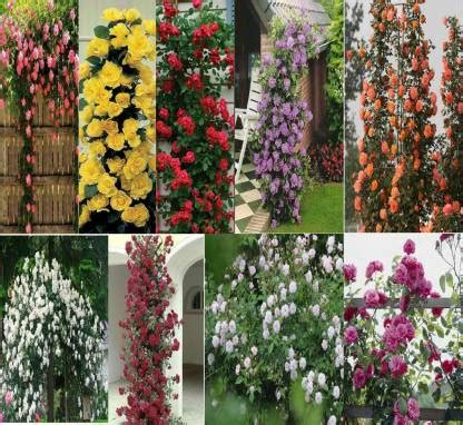 UNIQUE Rare Climbing Rose Seeds 9 Types (5 seeds each) +Other Rose ...