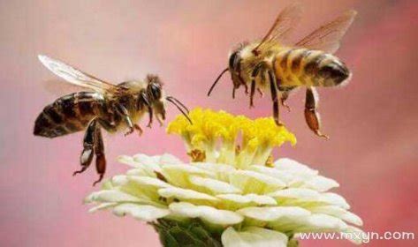 梦见蜜蜂是什么意思预兆 - 原版周公解梦大全