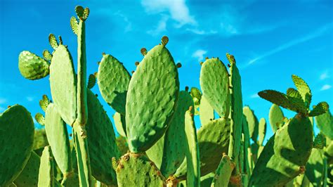 What Is Cactus Water? Nutrition Facts, Benefits, and More - GoodRx