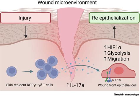 Cutting edge: interleukin-17a prompts HIF1α for wound healing: Trends ...