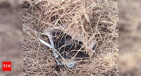 Fabricated Social Media Forwards Spark Panic: Villagers Hide Induction ...