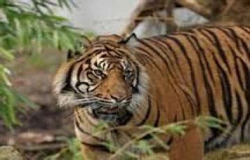 9 Days Delhi to Satpura Tour Package | Delhi, Pench, Satpura, Bhopal ...