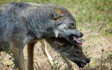 Image result for Angry Wolves