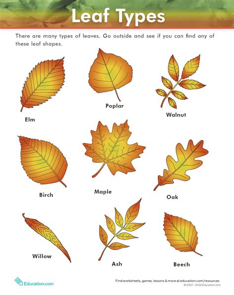 15 Leaf Projects For The Elementary Classroom - Teaching Expertise