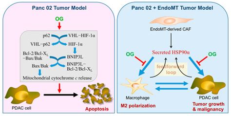 Octyl Gallate Induces Pancreatic Ductal Adenocarcinoma Cell Apoptosis ...