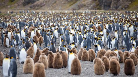 Penguin population threatened by melting sea-ice in Antarctica